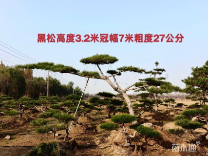 38公分造型黑松