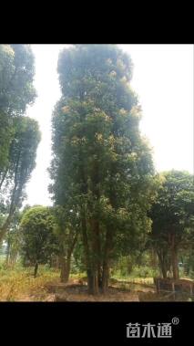 80公分丛生香樟