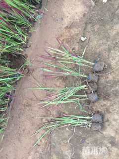 高度25厘米血草