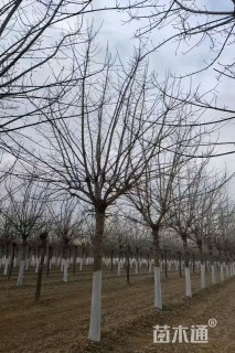 22公分金叶复叶槭