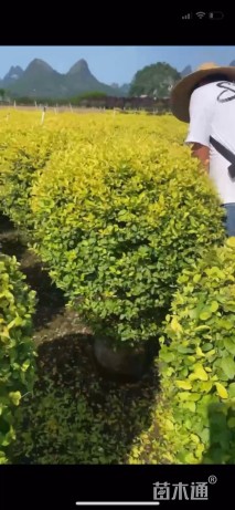 冠幅80厘米金叶女贞球