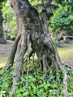 高度150厘米金弹子