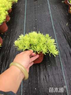 高度15厘米佛甲草