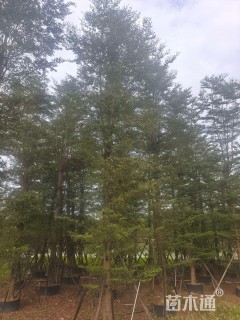 25公分细叶榄仁