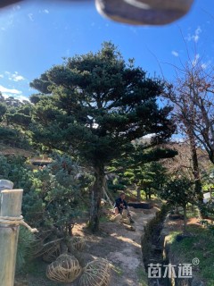 30公分造型五针松