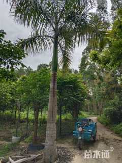 裸干高200厘米大王椰子
