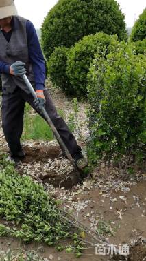 高度60厘米大叶黄杨