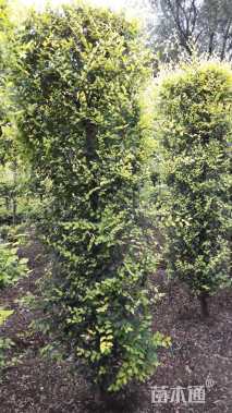 6公分造型金叶榆