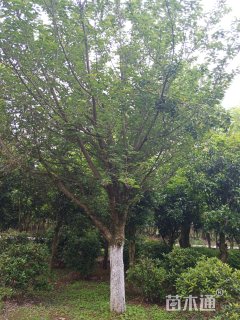 28公分日本晚樱