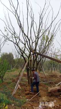 10公分丛生朴树