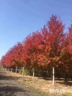 22公分美国红枫