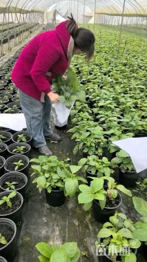 高度25厘米绣球