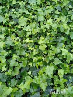 高度5厘米虎耳草