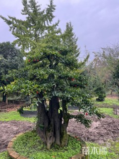 50公分造型金弹子