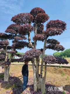 40公分造型红花继木桩