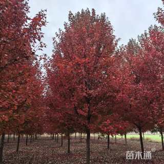 18公分美国红枫-红冠