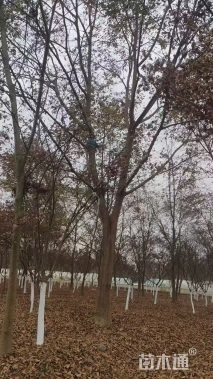 25公分朴树