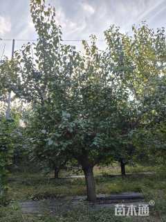 20公分杏树