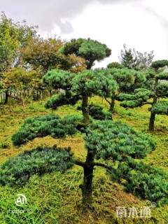 12公分造型五针松