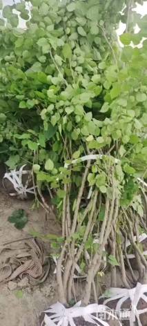 高度300厘米丛生紫荆