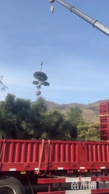 16公分造型黑松