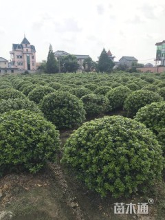 冠幅150厘米海桐球