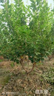 高度300厘米丛生黄栌