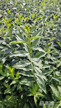 高度60厘米连翘