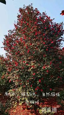 高度350厘米茶梅