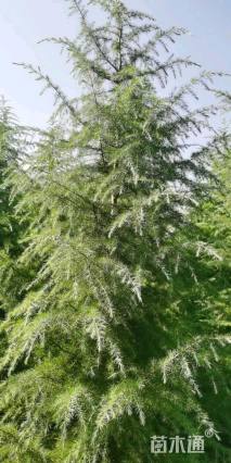 高度3000厘米雪松