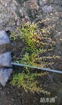 大杯苗亮晶女贞小苗