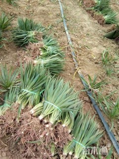 高度100厘米凤尾兰