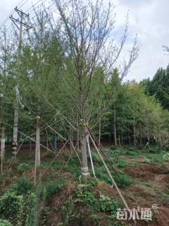 30公分嫁接银杏