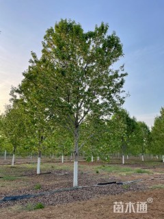 20公分美国红枫-红冠