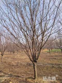 14公分红叶碧桃