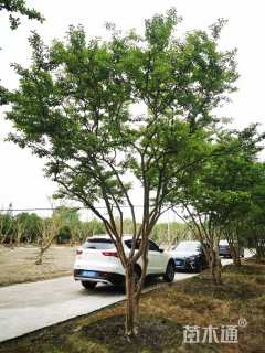 高度600厘米丛生紫薇