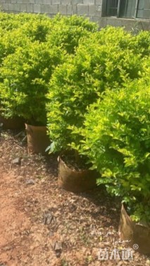 高度60厘米连翘