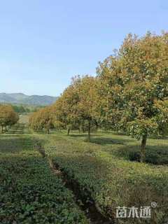 15公分红叶石楠