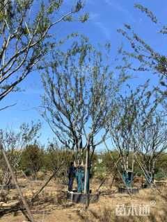 100公分丛生朴树