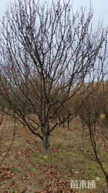 14.8公分八棱海棠