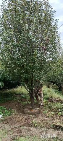 15公分八棱海棠