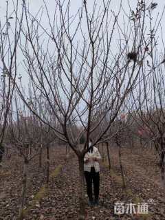 15公分日本晚樱