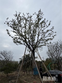 60公分朴树