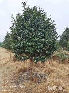 高度300厘米茶梅