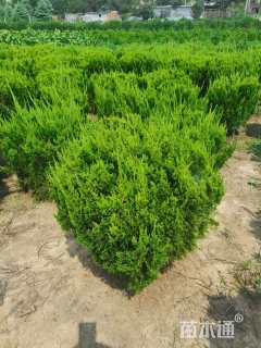 冠幅100厘米龙柏球