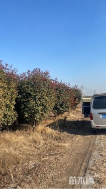 高度400厘米红叶石楠柱