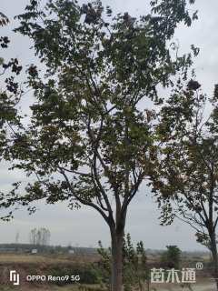 15公分黄山栾树