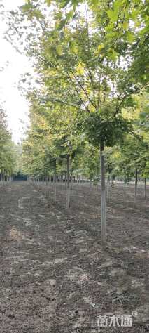 8公分美国红枫-秋火焰