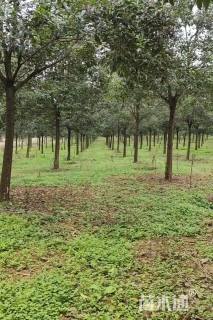 18公分大叶女贞