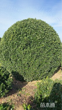 冠幅220厘米大叶黄杨球